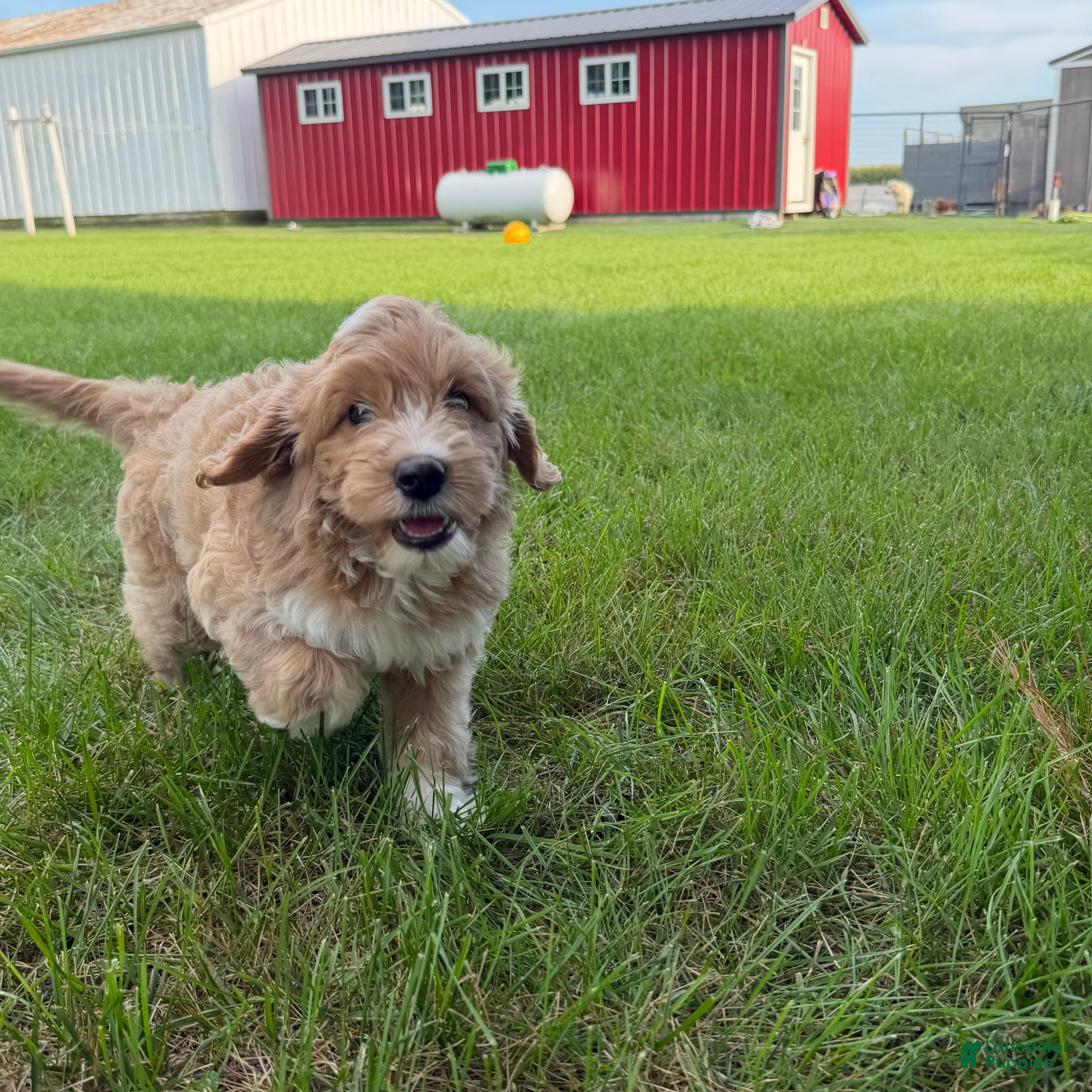 Mini Goldendoodle dogs Angel Mini Goldendoodle  - Ad 2