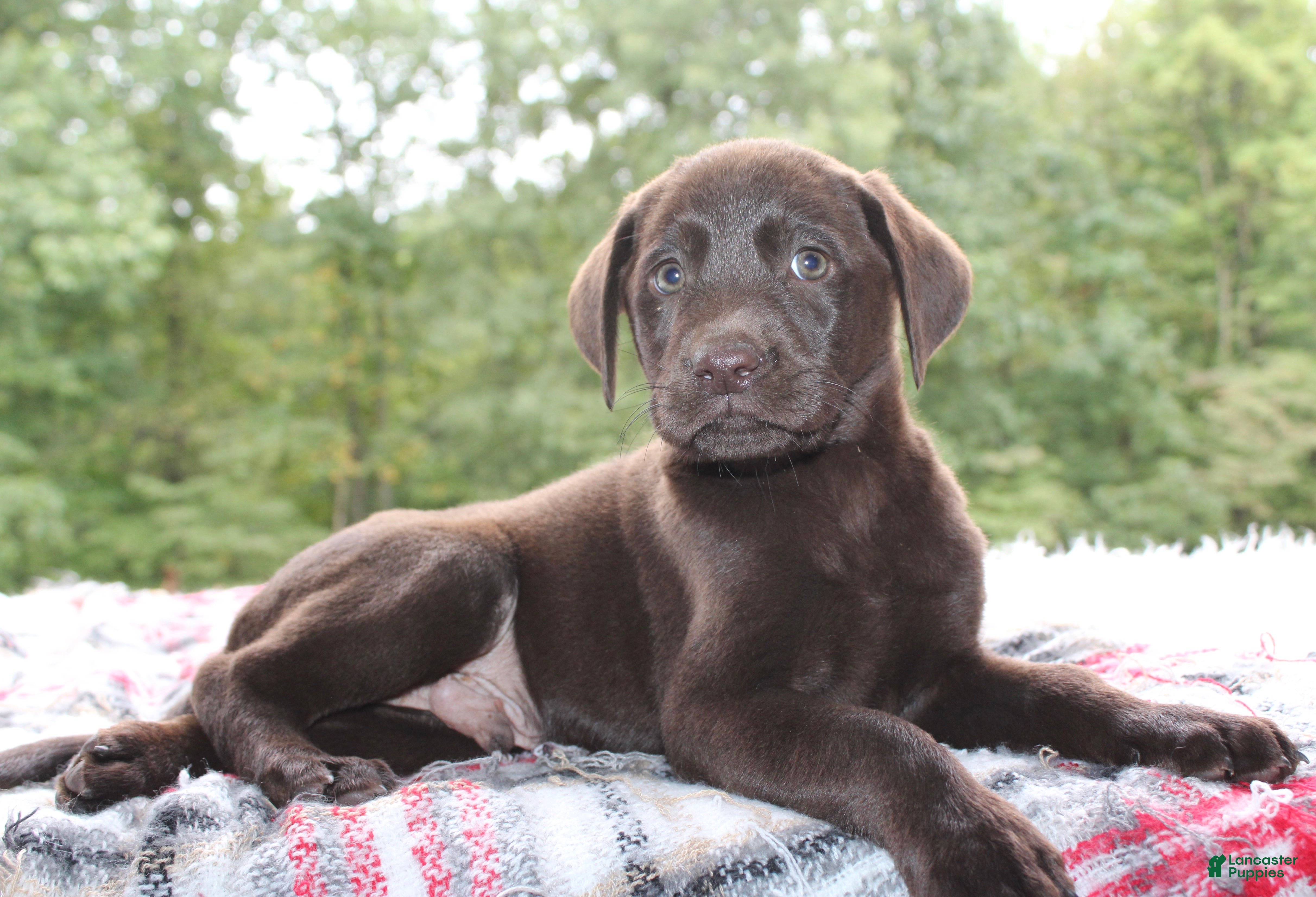 Labrador Retriever dogs Cocoa - Ad 2