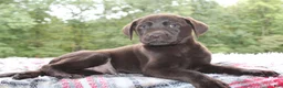 Labrador Retriever dogs for sale: Cocoa - Ad 2