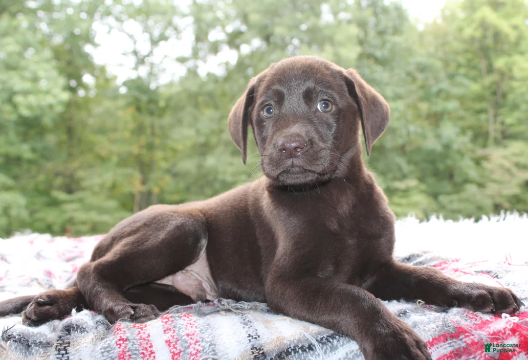 Labrador Retriever dogs for sale: Cocoa - Ad 2