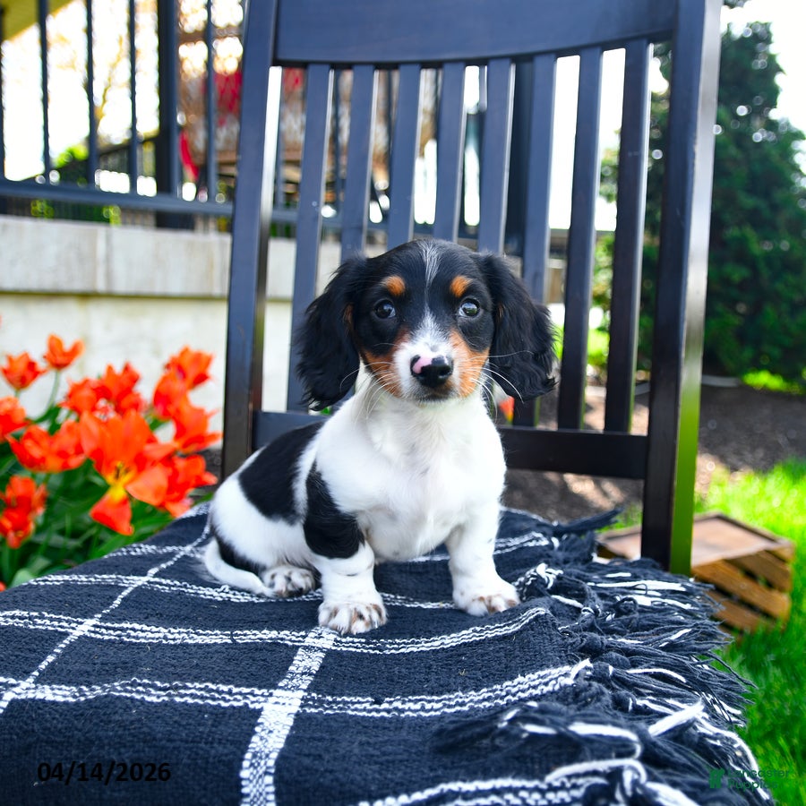 Miniature Dachshund dogs Dash - Ad 1