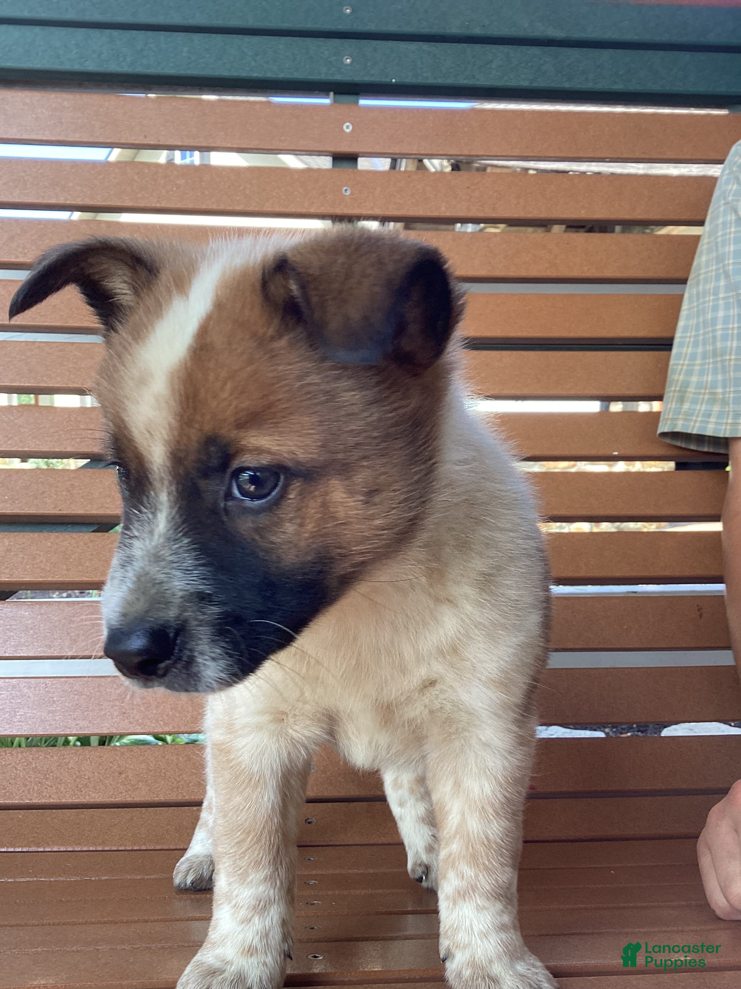 Mixed Breed dogs Bravo - Ad 41