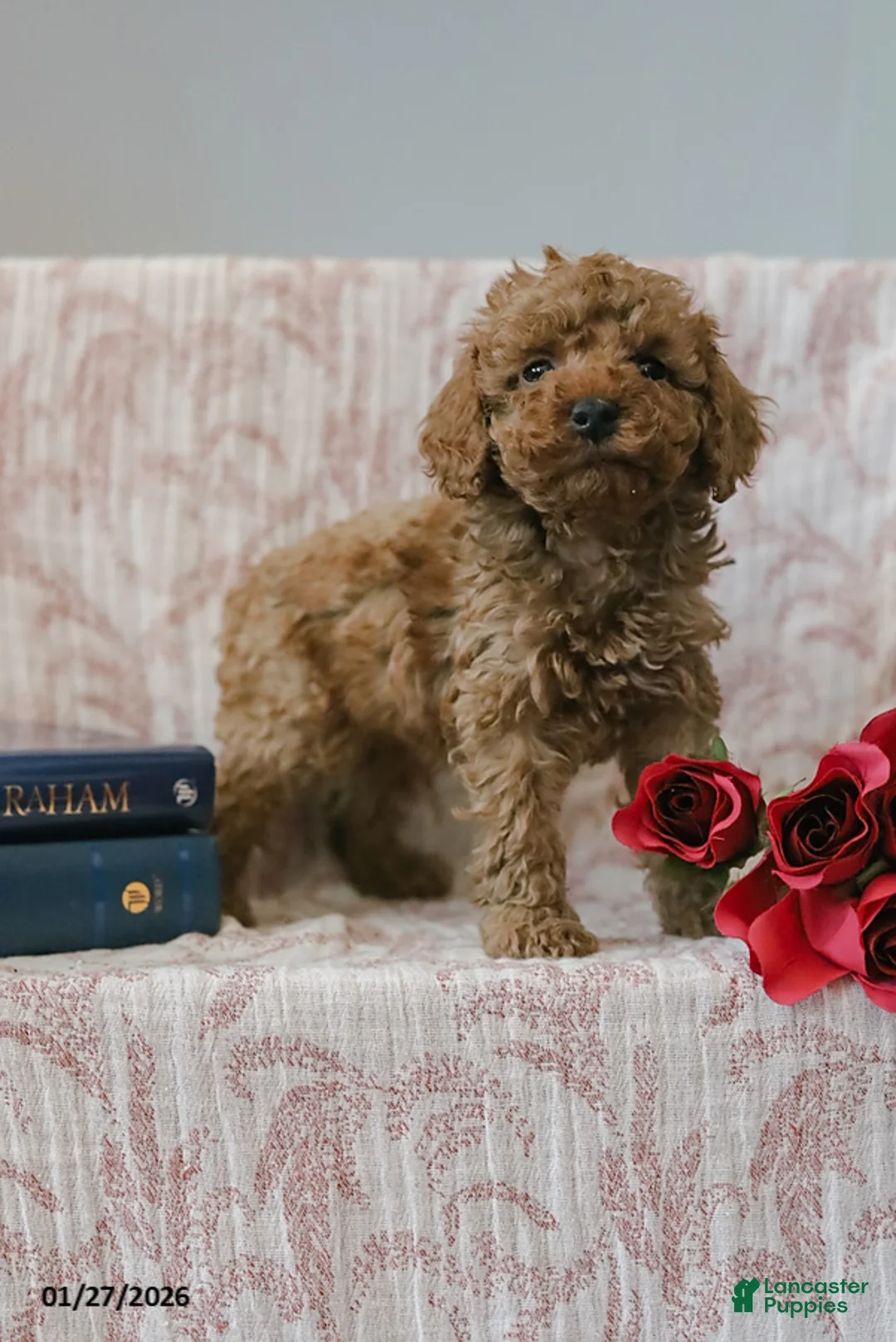 Cockapoo dogs for sale: Jared - Ad 8