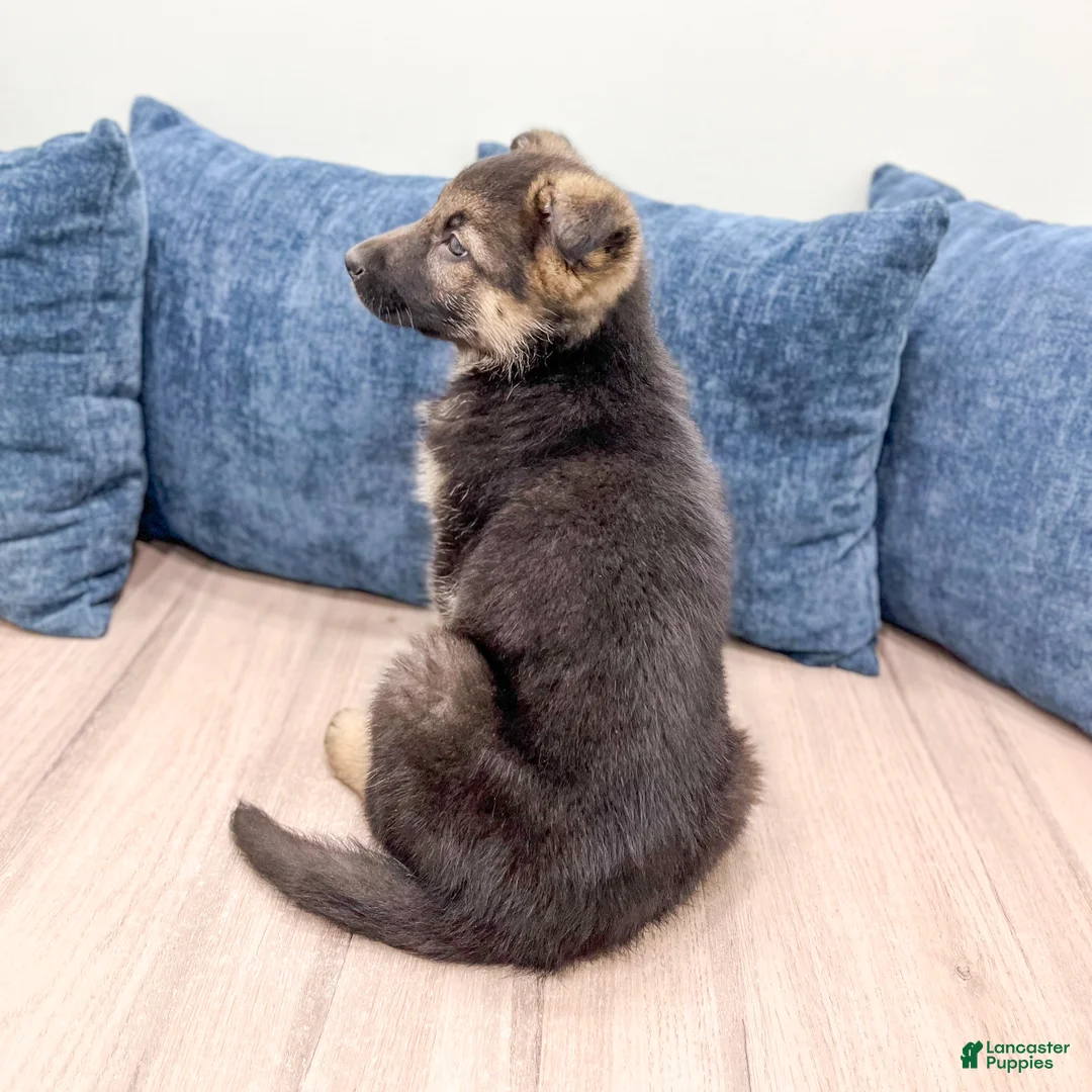 German Shepherd dogs for sale: Kezia - Ad 6