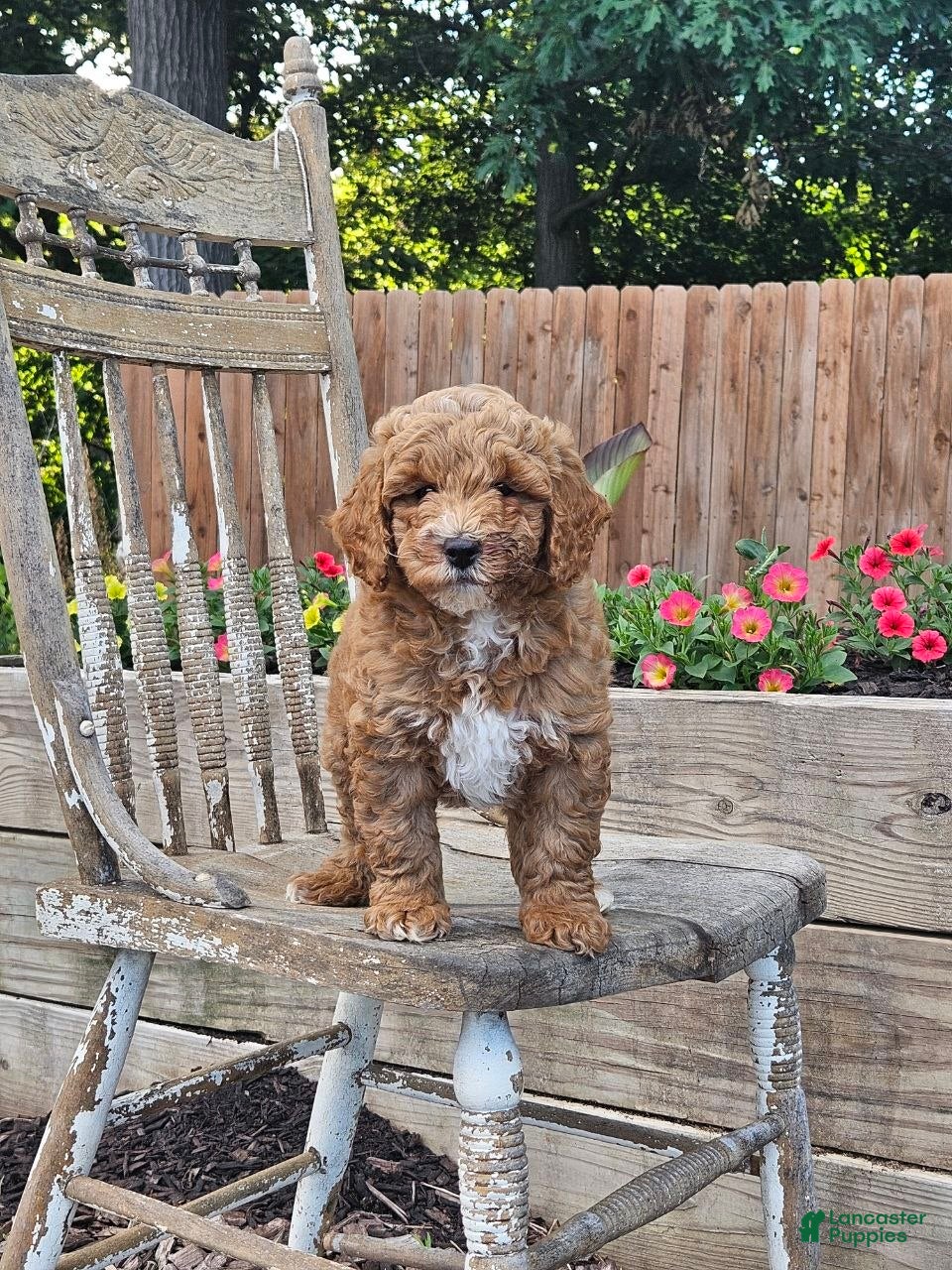 Mini Goldendoodle dogs Daisy  - Ad 2