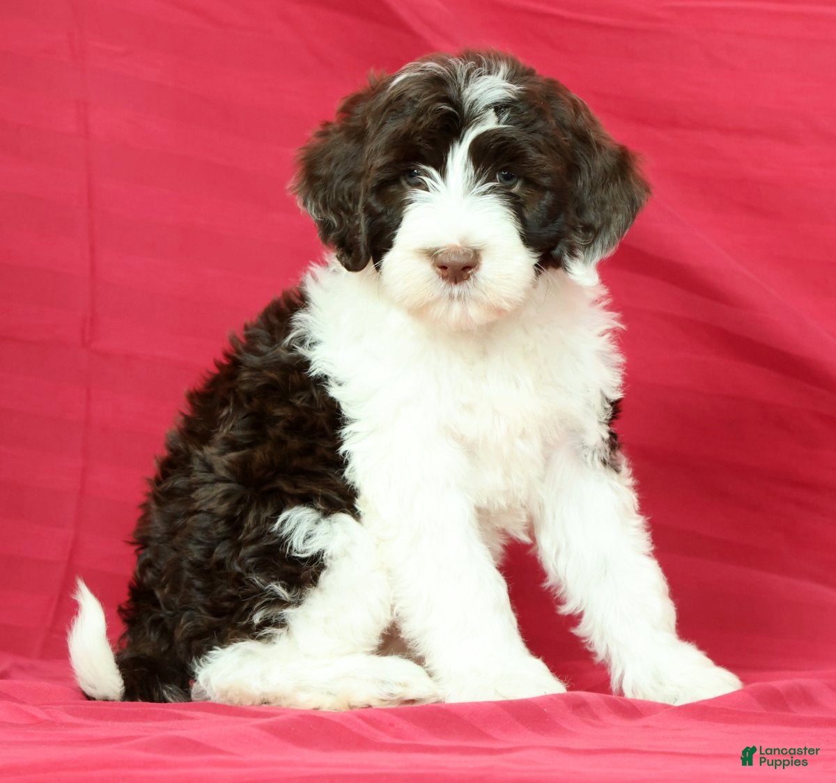 Portuguese Water Dog dogs Wanda - Ad 1