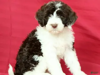Portuguese Water Dog dogs for sale: Wanda - Ad 1