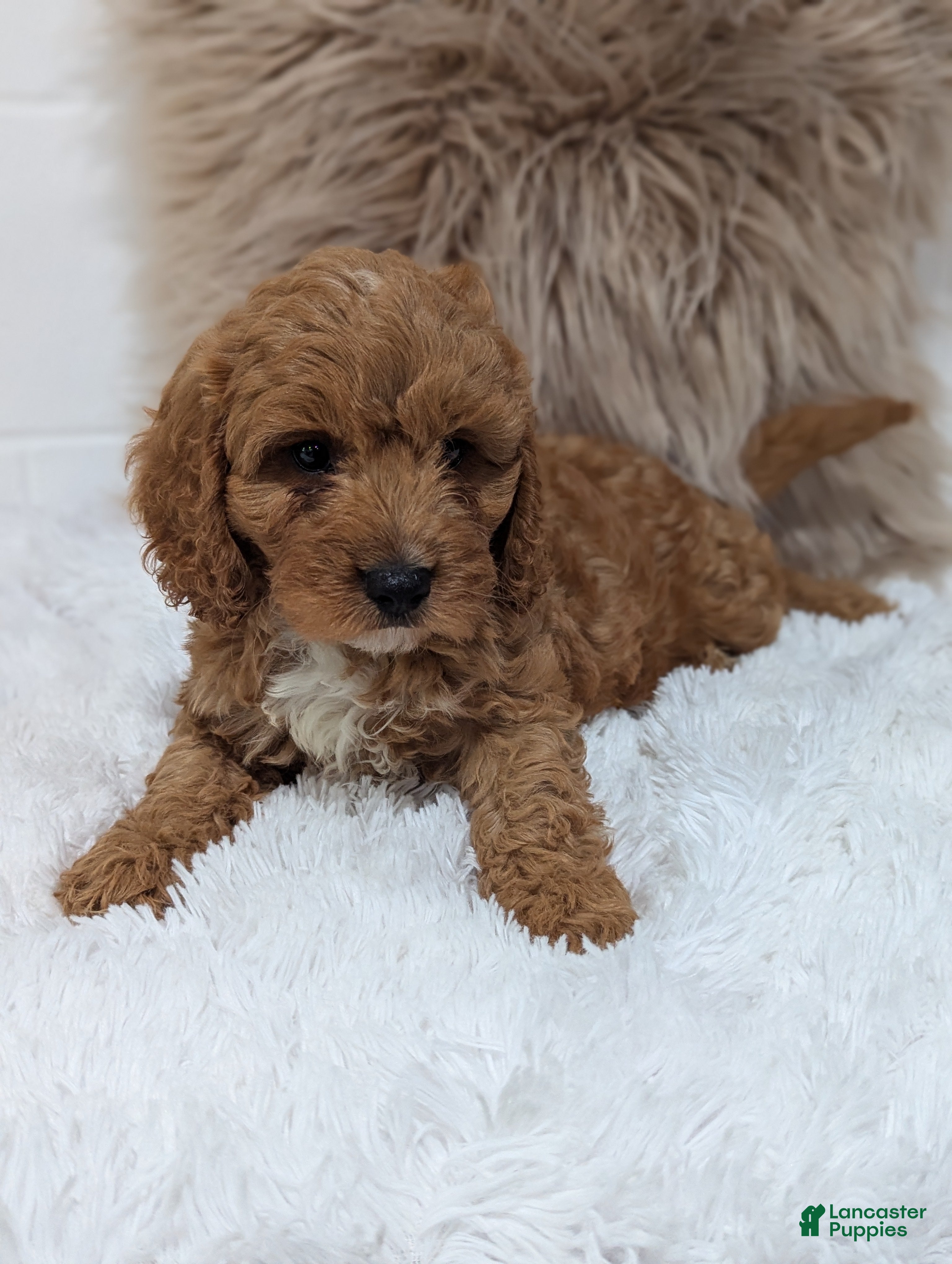 Cavapoo dogs for sale: Toby - Ad 1