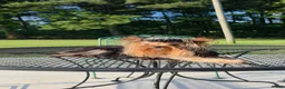 Yorkshire Terrier dogs for sale: Reese - Ad 4