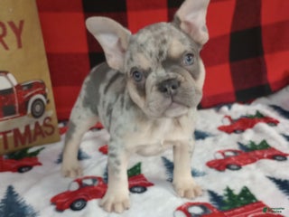 French Bulldog dogs Iris - Ad 27