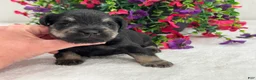 Miniature Schnauzer dogs for sale: Mae Male 3 - Ad 3