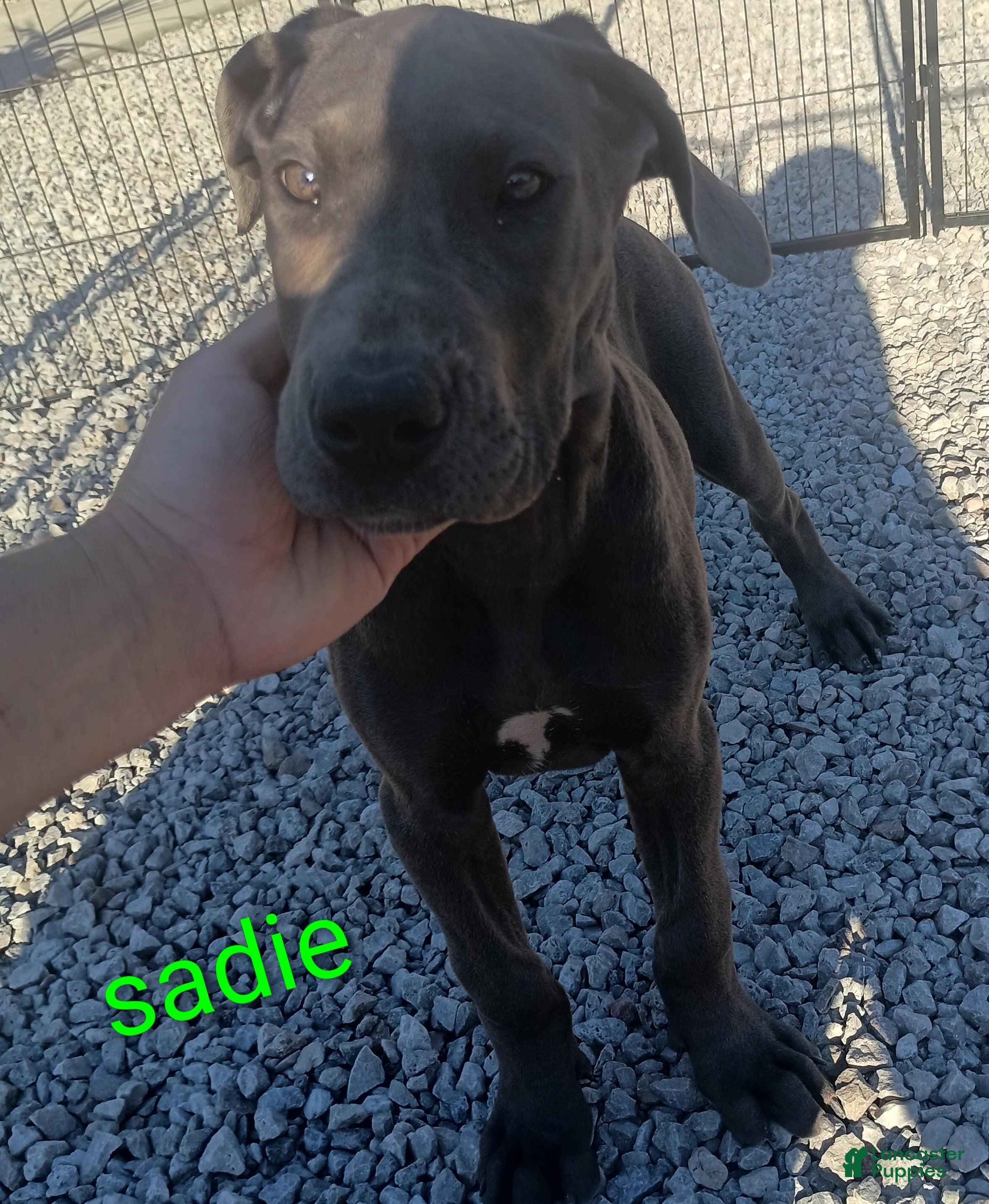 Sadie