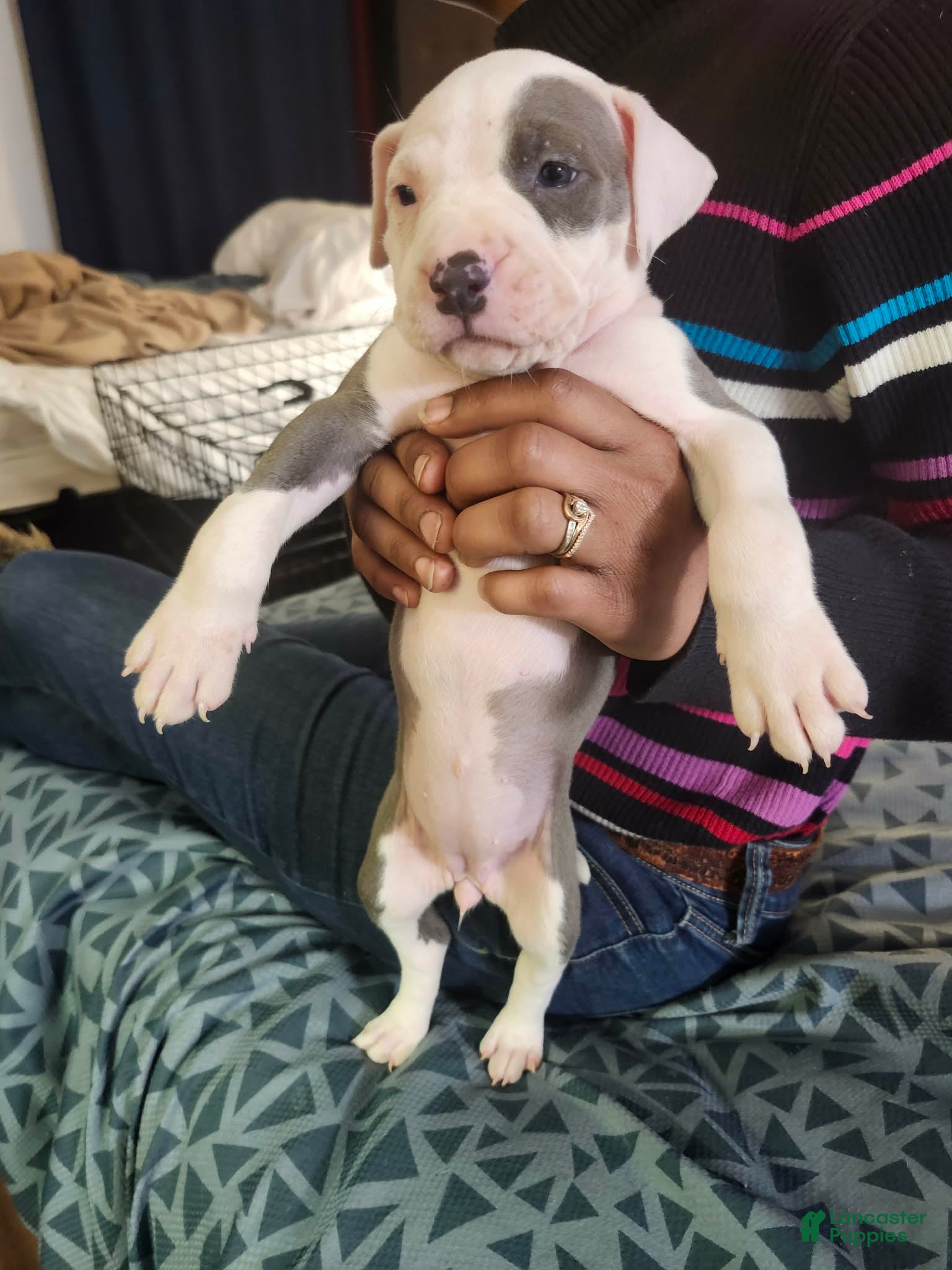 American Staffordshire Terrier dogs American Staffordshire Terrier Puppy 3 - Ad 2