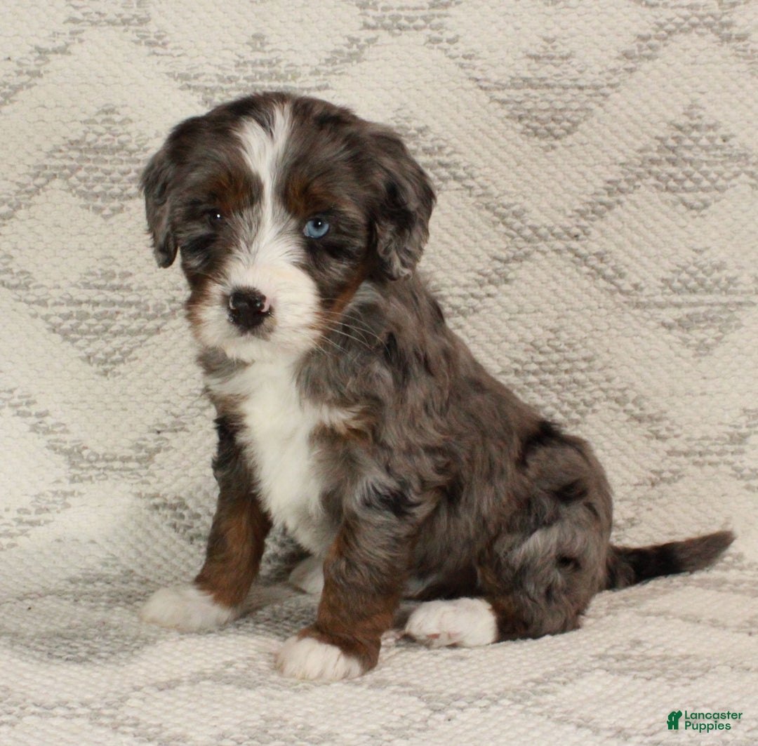 Bernedoodle dogs for sale: Bella - Ad 1