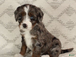 Bernedoodle dogs Bella - Ad 8