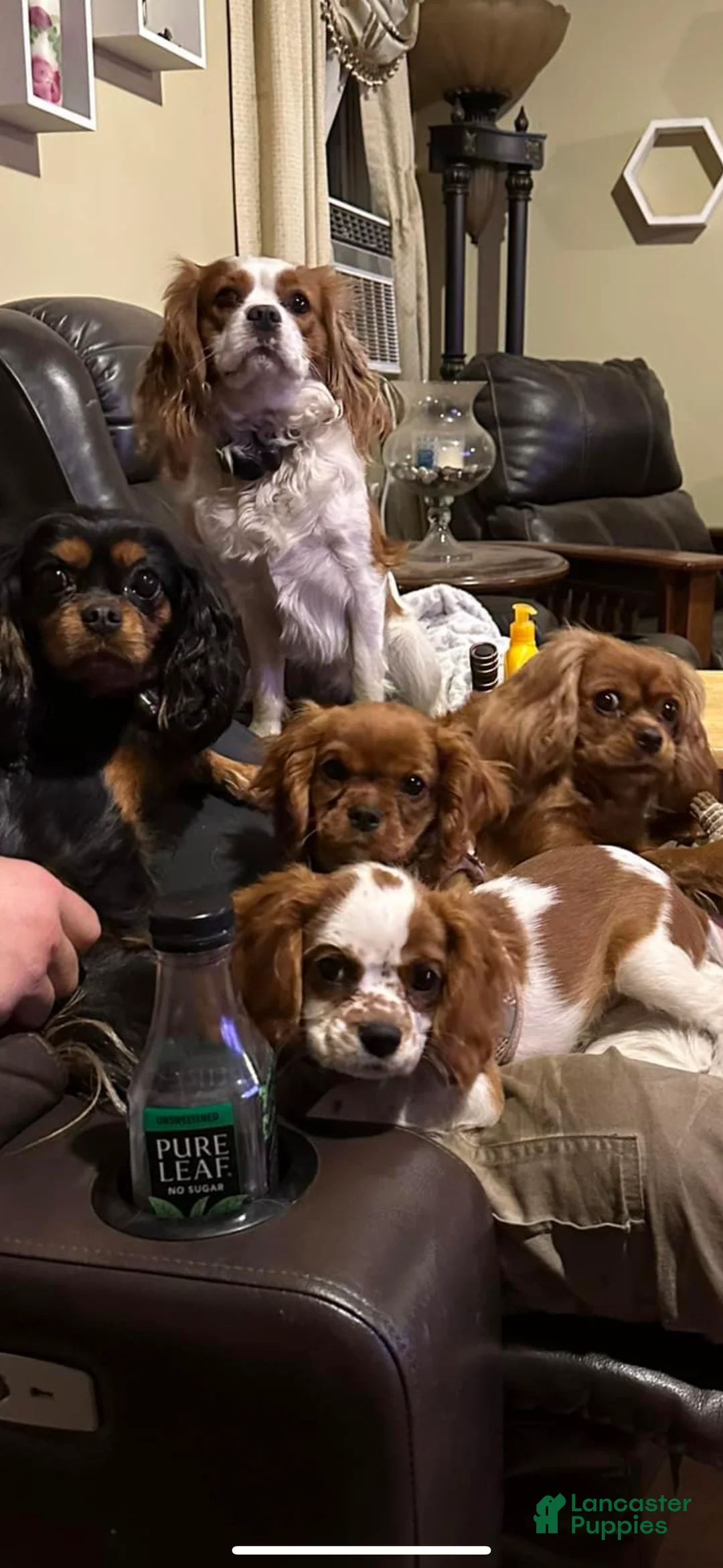 Cavalier King Charles Spaniel dogs for sale: Skizzy - Ad 4