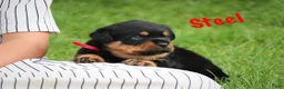 Rottweiler dogs for sale: Steel w a Long Tail  - Ad 3