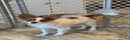 Papillon dogs for sale: Champion line Rusty  - Ad 6
