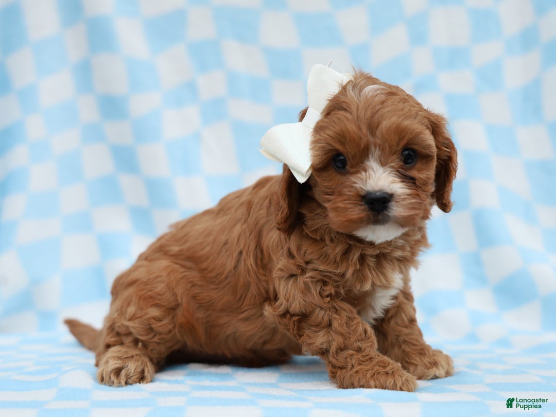 Cavapoo dogs for sale: Parker Cavapoo Puppy - Ad 1