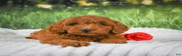 Mini Goldendoodle dogs for sale: Cooper - Ad 7