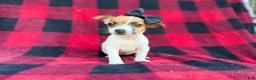 Jack Russell Terrier dogs for sale: Bailey  - Ad 7