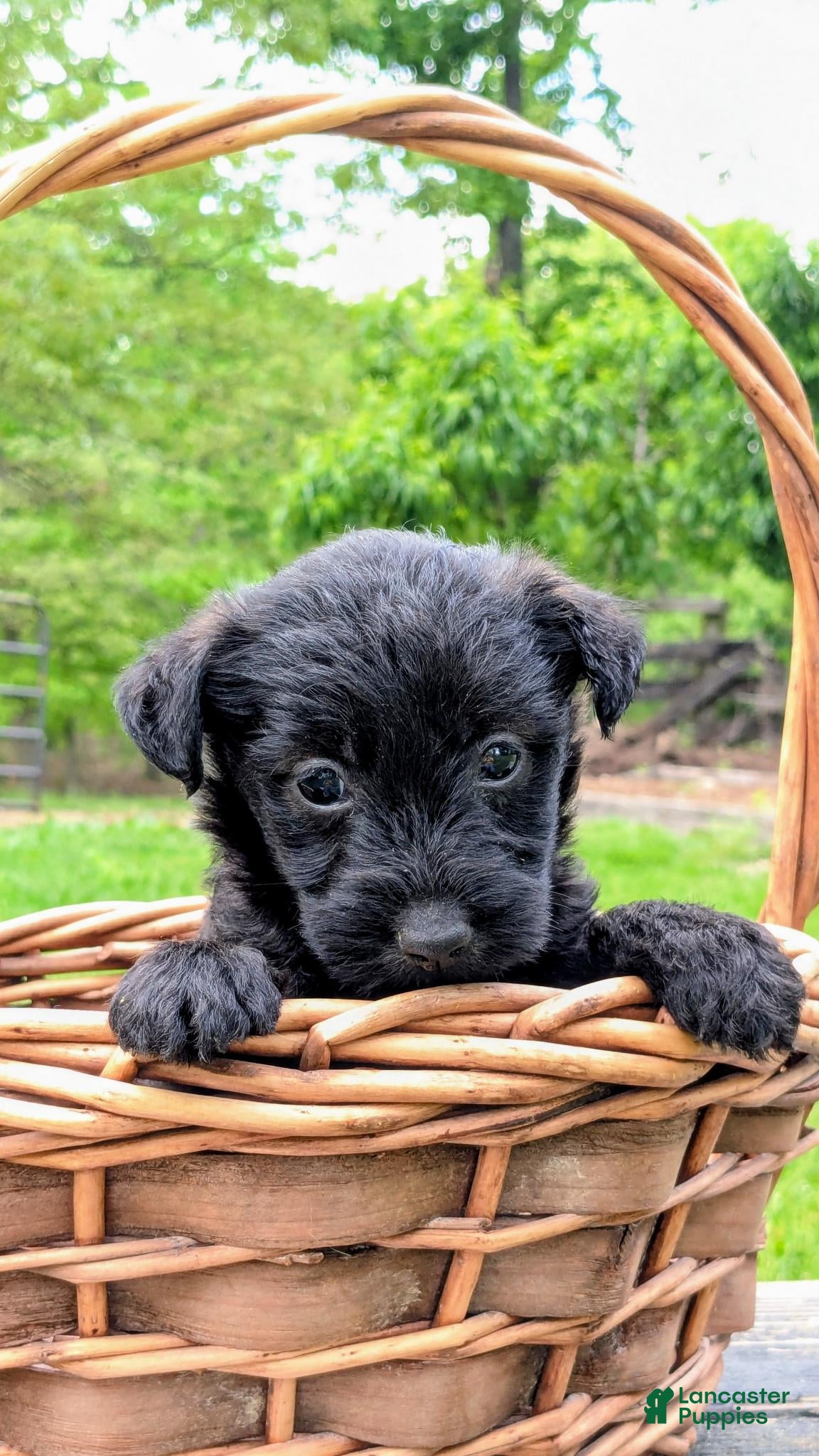 Mixed Breed dogs Chief - Ad 1