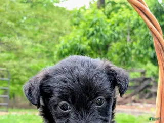 Mixed Breed dogs for sale: Chief - Ad 4