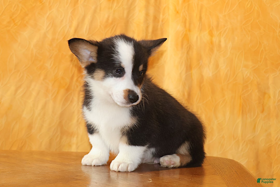 Welsh Corgi Pembroke dogs for sale: OFA Parents Farley - Ad 2