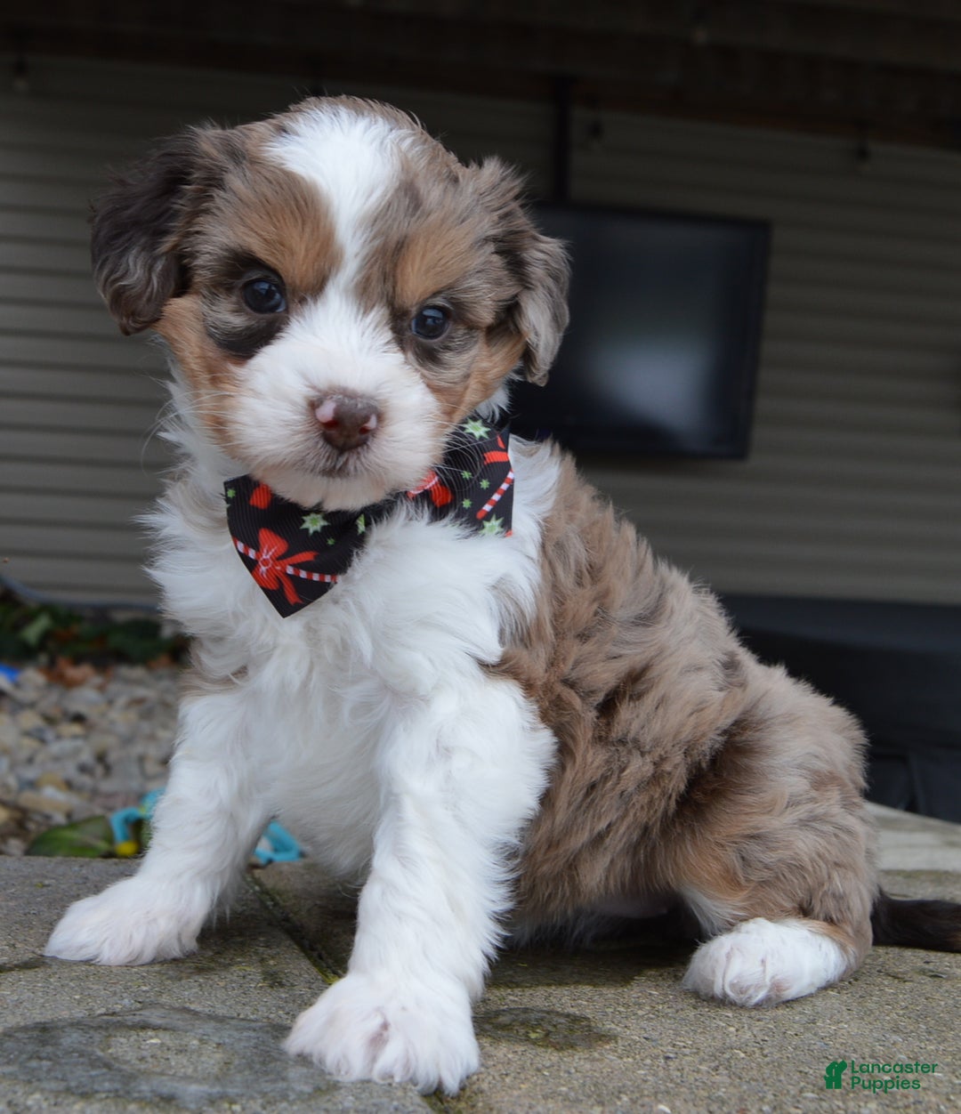 Mini Aussiedoodle dogs for sale: Toy Angel - Ad 15