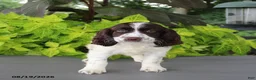 English Springer Spaniel dogs for sale: Max - Ad 6
