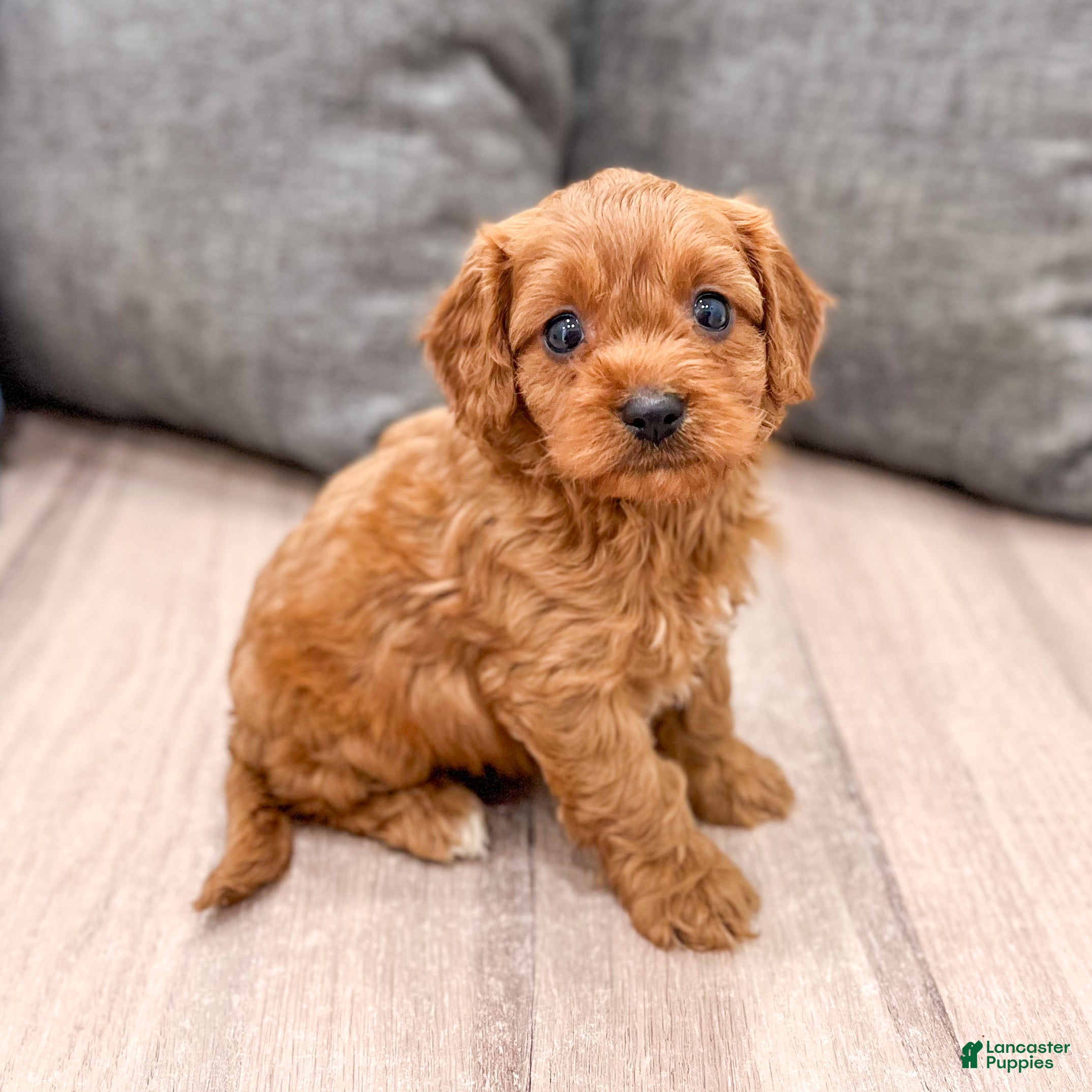 Cavapoo dogs Luna - Ad 1