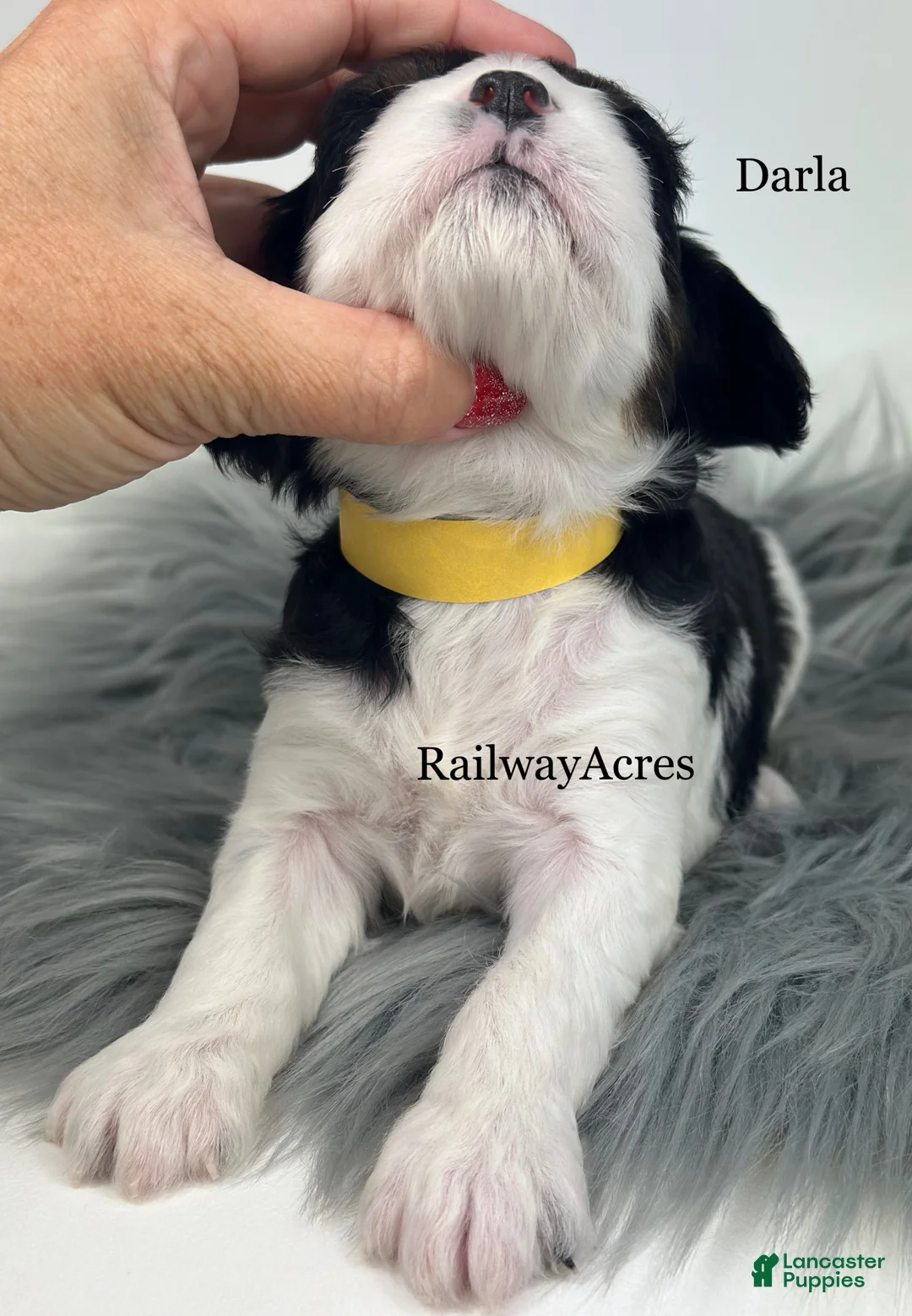Cavapoo dogs for sale: Darla - Ad 2