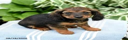 Miniature Dachshund dogs for sale: Marley - Ad 3