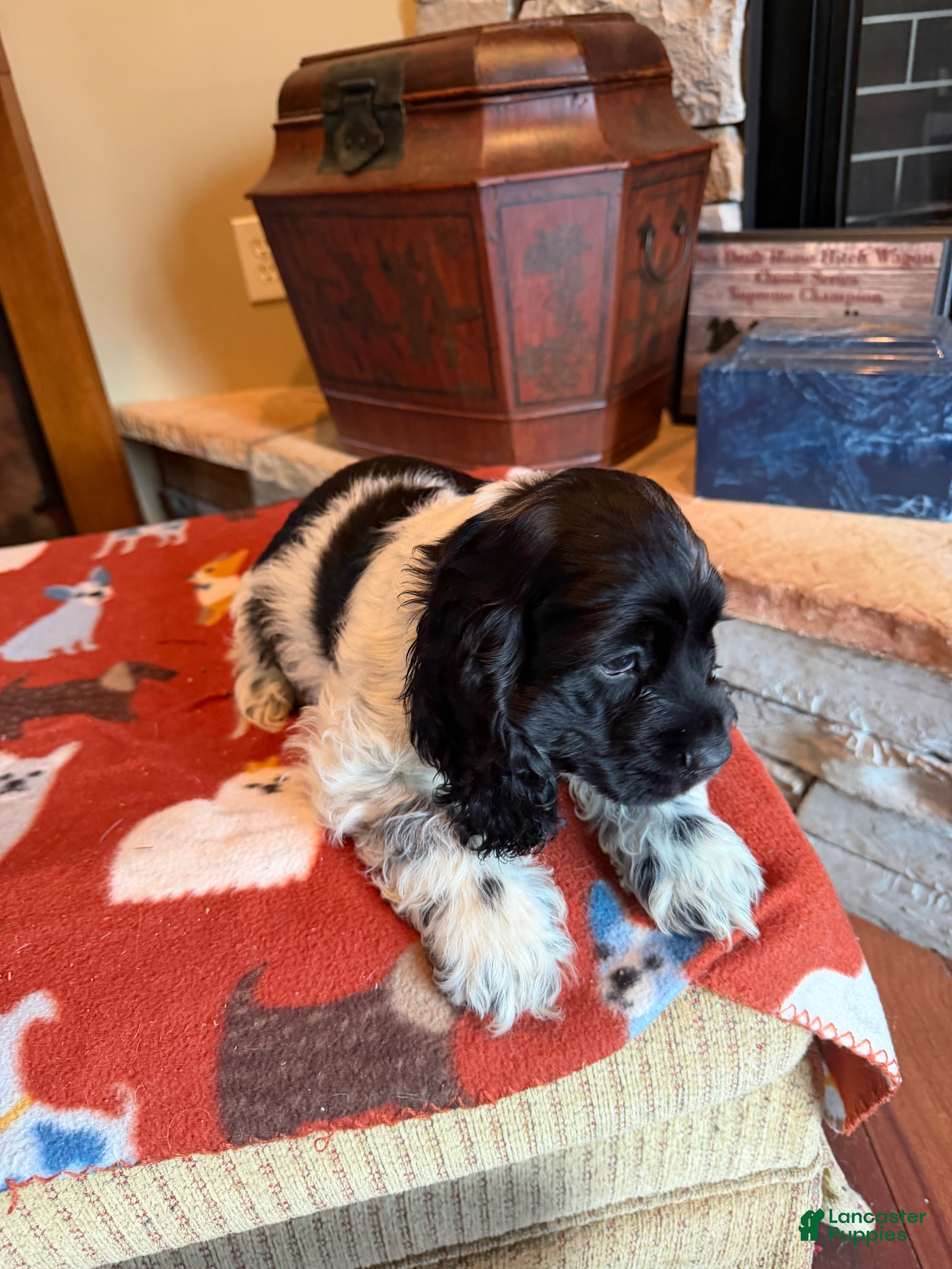 Cocker Spaniel dogs Black Jack - Ad 2
