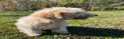 Mini Aussiedoodle dogs for sale: Cream - Ad 3