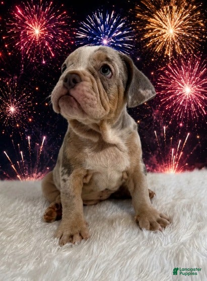 English Bulldog dogs for sale: Lola_Female - Ad 1