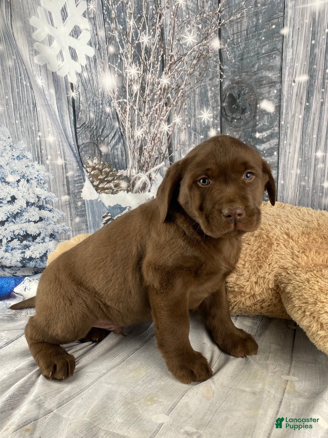 Labrador Retriever dogs for sale: Ava - Ad 15