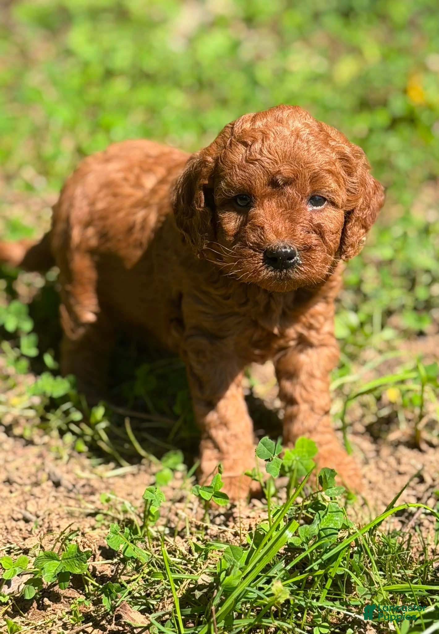 Mini Goldendoodle dogs for sale: parsleys pink collar girl - Ad 2