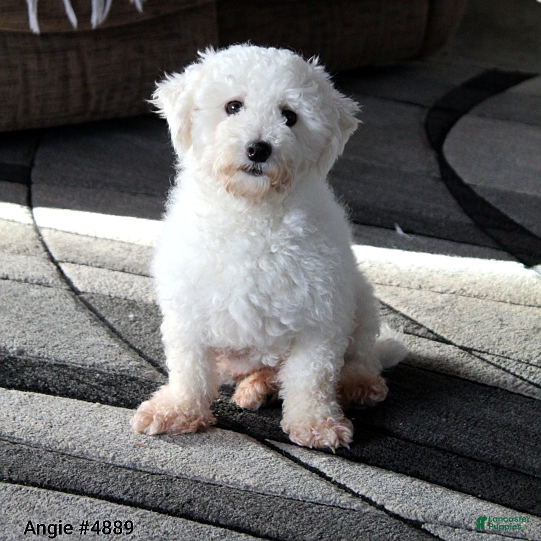 Yochon dogs for sale: Damon - Ad 5