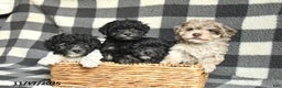 Toy Poodle dogs for sale: Archie - Ad 2