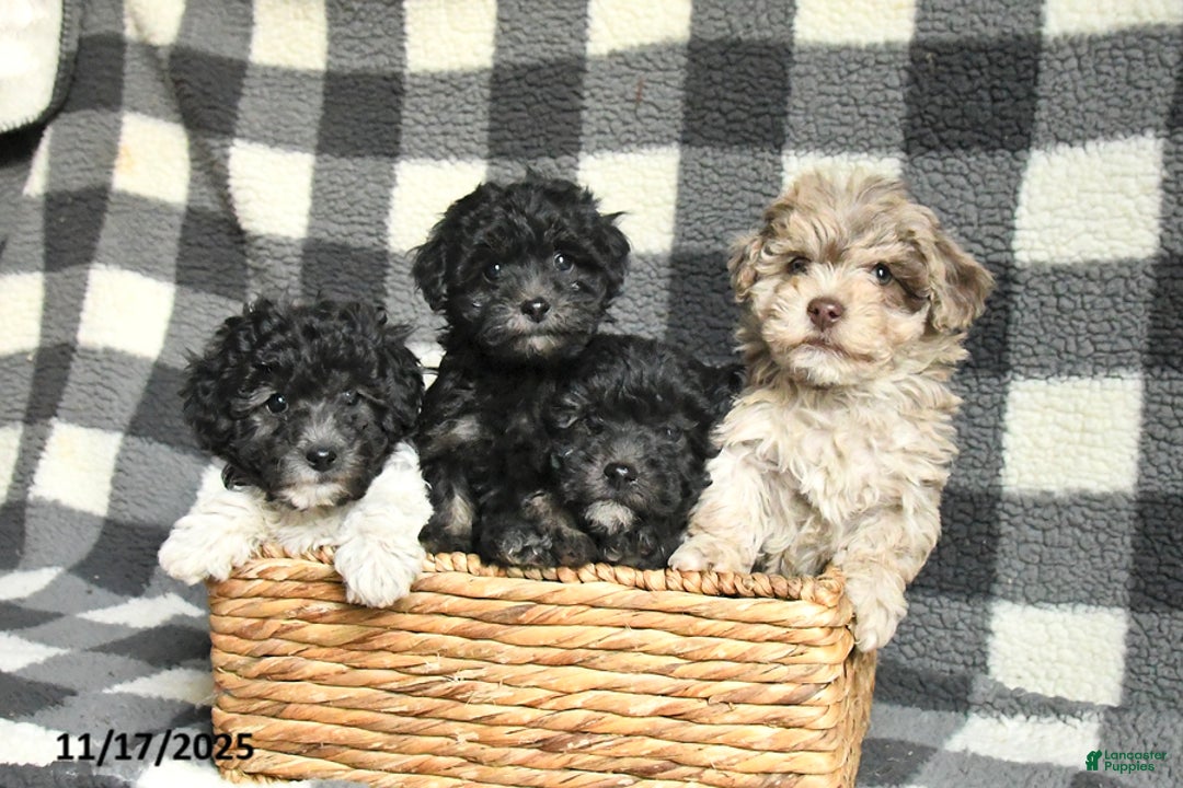 Toy Poodle dogs for sale: Archie - Ad 2