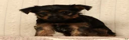 Yorkshire Terrier dogs for sale: Leo - Ad 8