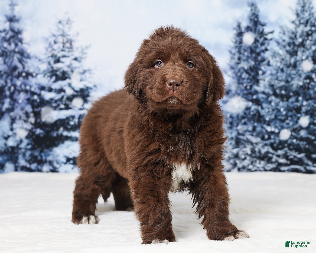 Newfoundland dogs for sale: Ginger - Ad 3