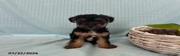 Yorkiepoo dogs for sale: Laser - Ad 4
