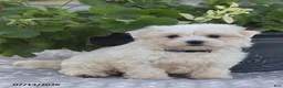 Maltese dogs for sale: Arlene - Ad 4