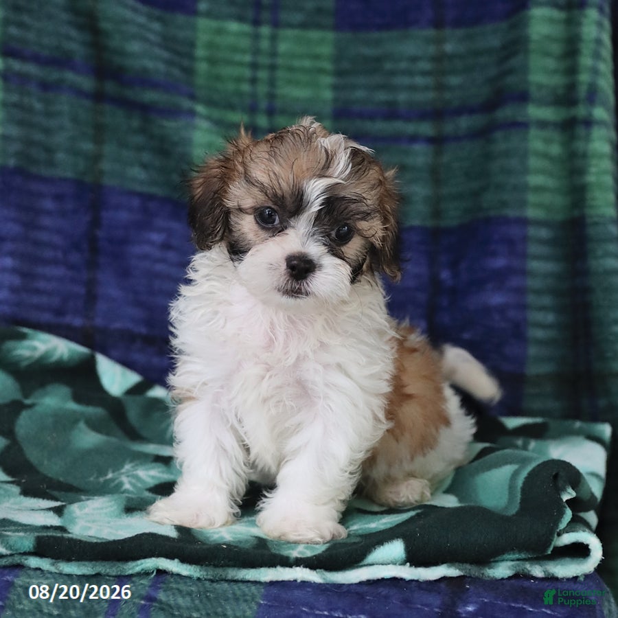 Shihpoo dogs Tyler - Ad 1