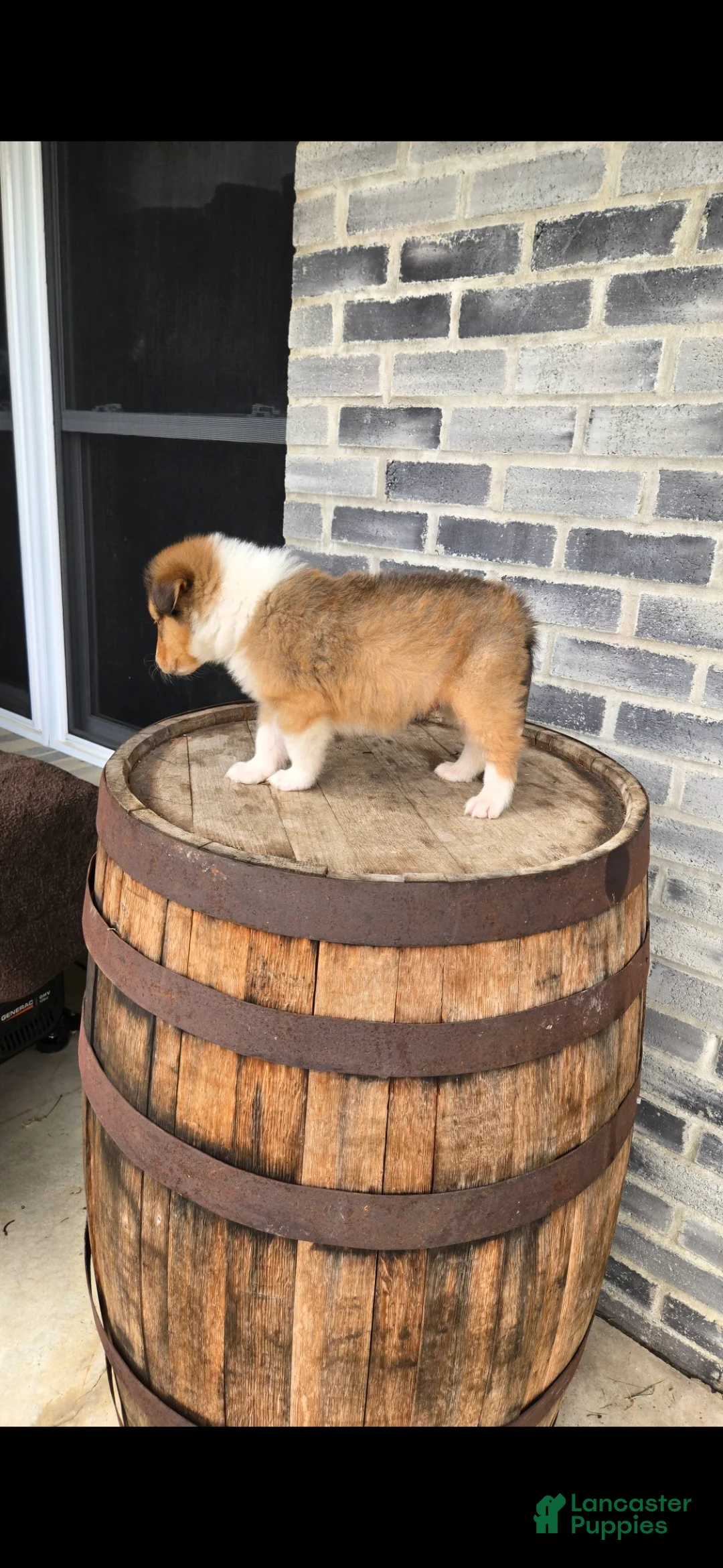 Collie dogs for sale: Collie Puppy 2 - Ad 2