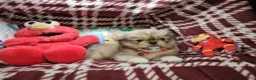 Pekingese dogs for sale: Denzy (is Sable) - Ad 4