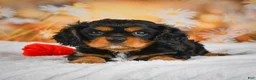 Cavalier King Charles Spaniel dogs for sale: Sammy - Ad 3