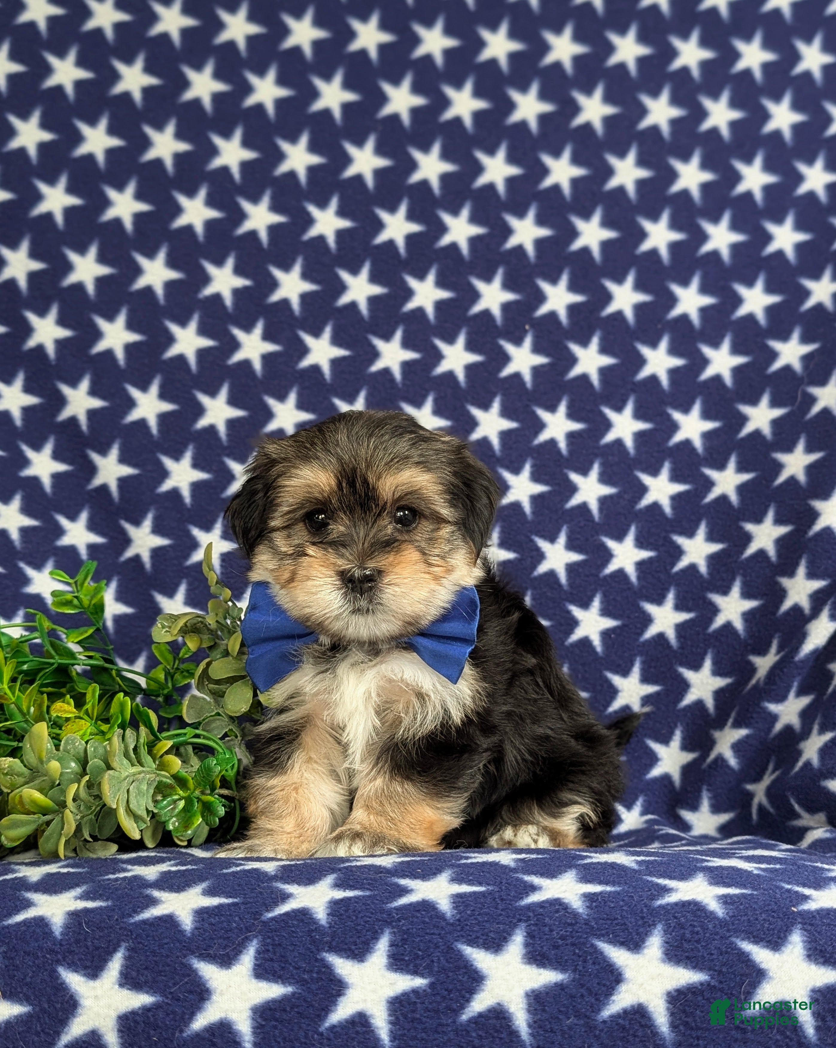 Morkie dogs Baxter 7 lbs Full Grown - Ad 1